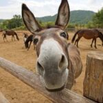 donkey