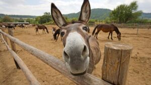 donkey